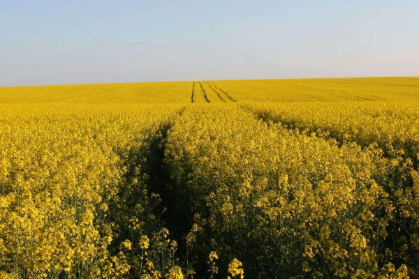 De 30.000 a 170.000 hectáreas en tres años. Tres cultivos poco conocidos están cambiando la rotación agrícola argentina y abren un negocio nuevo ligado a los combustibles del futuro.