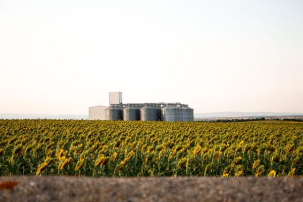 campo de girasol