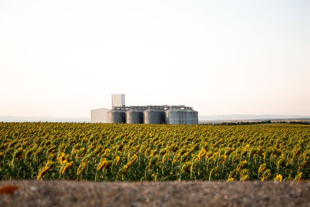 campo de girasol