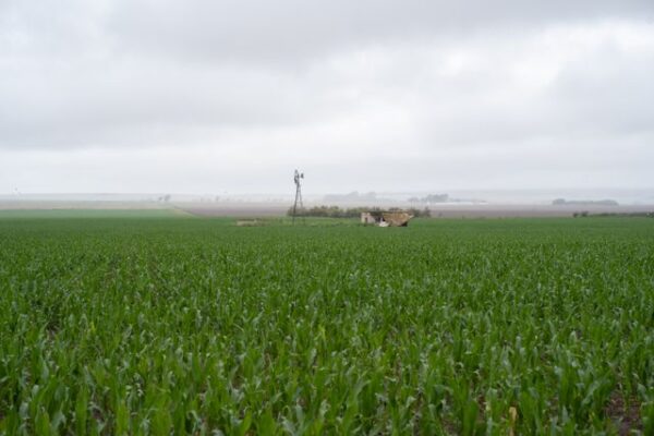 campo de maiz verde