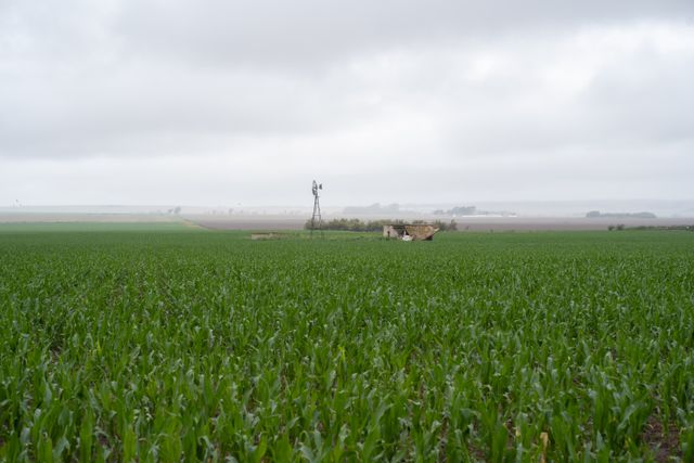 campo de maiz verde