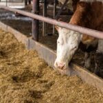 feedlot alimentacion de maiz