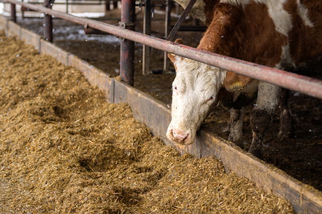 feedlot alimentacion de maiz