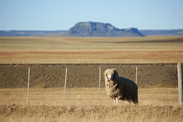 oveja patagonica
