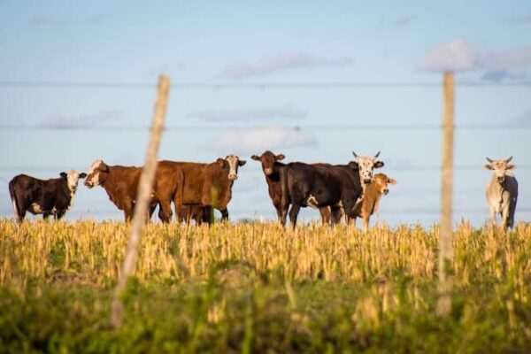 vacas pasteando